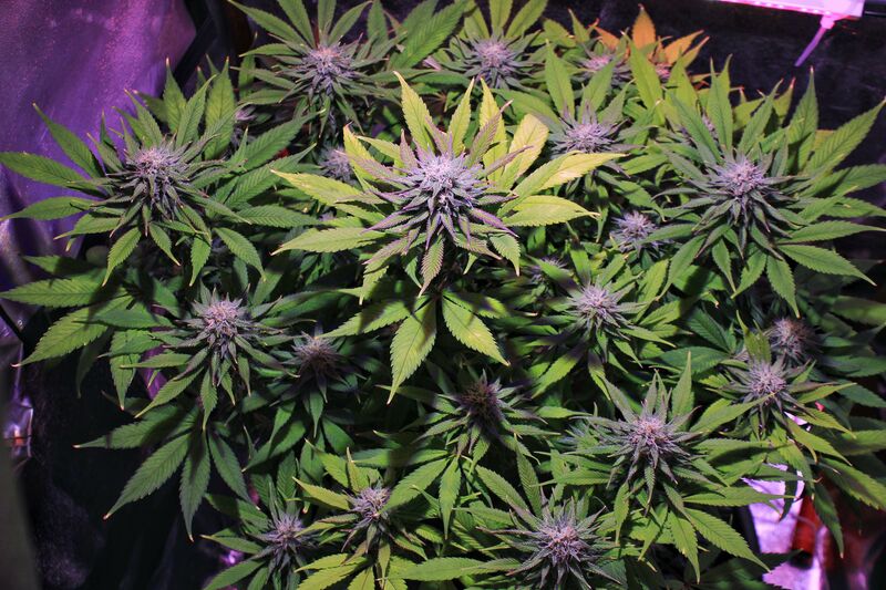 GG4 Sherbet FF, Фасовка: 1, изображение 2